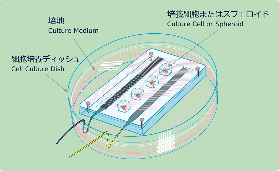 ハイドロゲル刺激培養皿