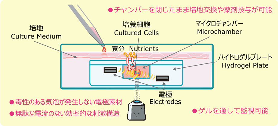 ハイドロゲル刺激培養皿