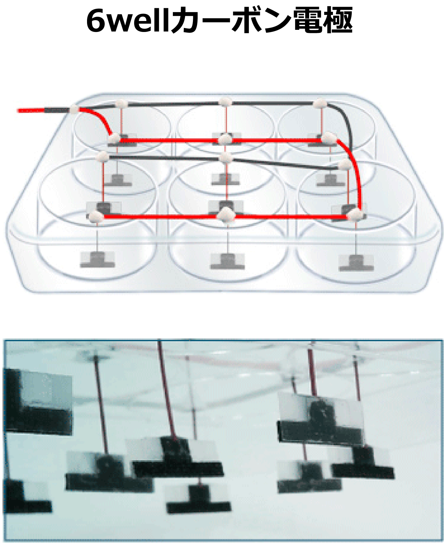 ６well カーボン電極