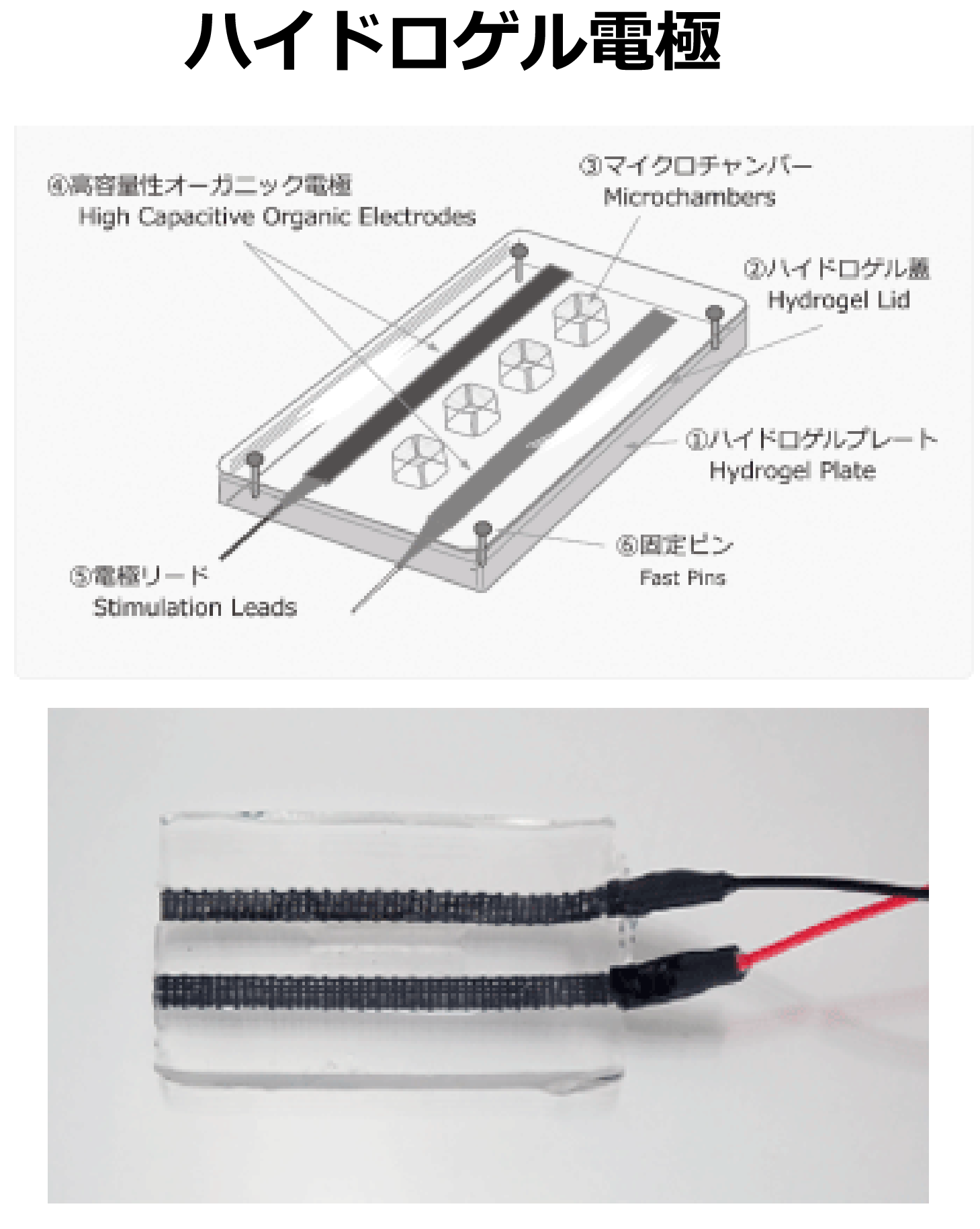 ハイドロゲル電極